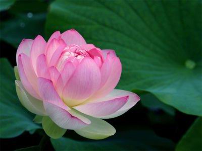 lotus-012.jpg - 13.86kb