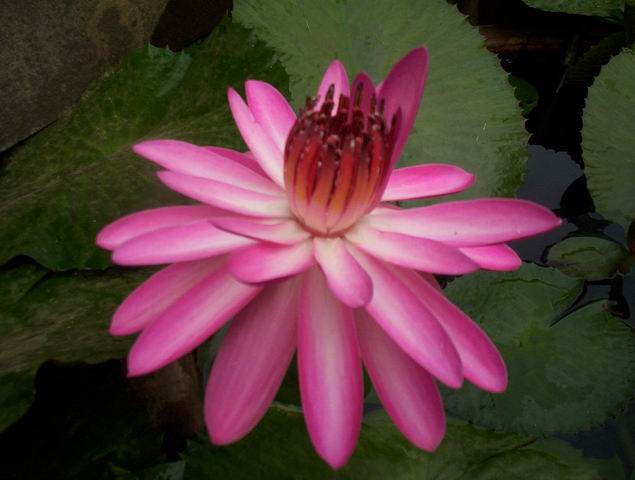 Resize of 100_5303.JPG - 42.21kb